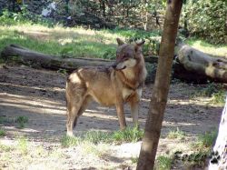zoo_wolf.jpg