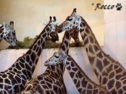 zoo_zir.jpg