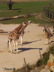 zoo_zir01.jpg