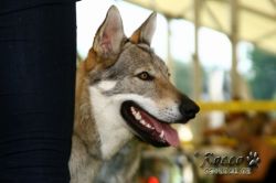 IMG_2385.jpg
