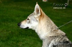 IMG_2522.jpg