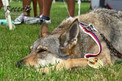 IMG_2568.jpg