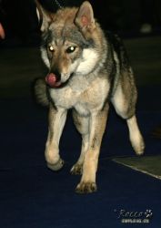 IMG_0040.jpg