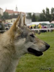 IMG_0178.jpg