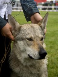 IMG_0222.jpg