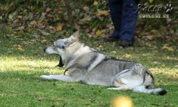 IMG_0084.jpg