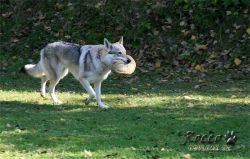IMG_0090.jpg