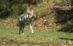 IMG_0132.jpg
