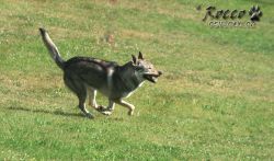 IMG_0239.jpg
