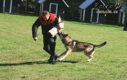 IMG_0253.jpg
