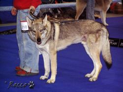 310_attie.jpg