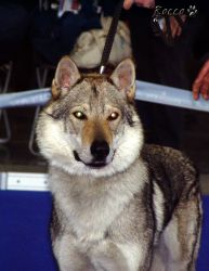 316_collin.jpg