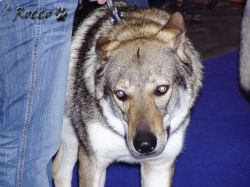 5269_aremi.jpg