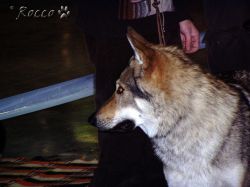 5273_czmbor.jpg
