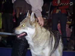 5276_runar.jpg