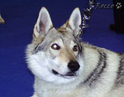 5290_xitta01.jpg