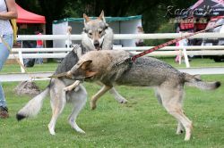 IMG_1027.jpg