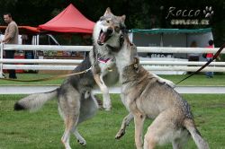 IMG_1029.jpg