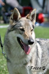 IMG_0727.jpg