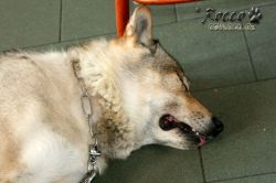 roccoJIH01.jpg