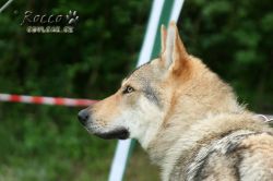 IMG_0078.jpg