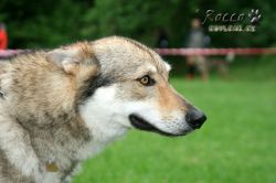 IMG_0126.jpg