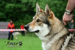 IMG_0136.jpg