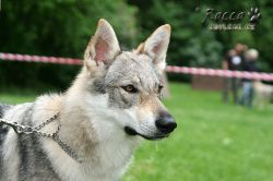 IMG_0259.jpg