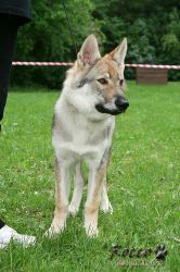 cuki.jpg