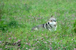 IMG_1097.jpg