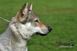 IMG_1156.jpg