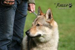 IMG_1164.jpg