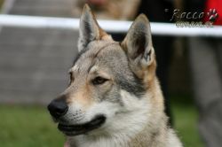 IMG_1172.jpg