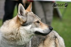 IMG_1177.jpg