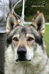 IMG_1221.jpg