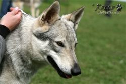 IMG_1240.jpg