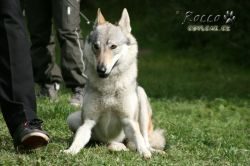 IMG_1245.jpg
