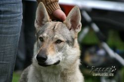 IMG_1261.jpg