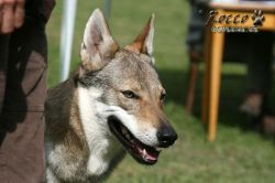 IMG_1268.jpg