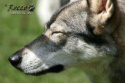 IMG_1288.jpg