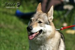 IMG_1289.jpg