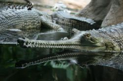 gavial.jpg