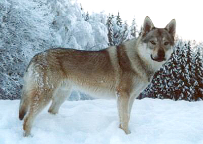 Rocco