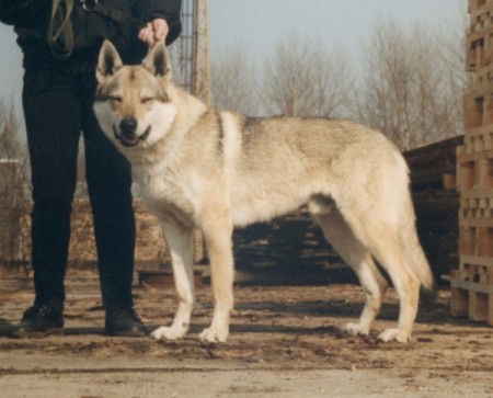 articles:  Amur600.jpg