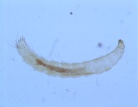 articles: Ctenocephalides_canis_larva.jpg