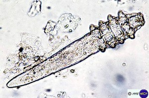 articles: Demodex_canis.jpg