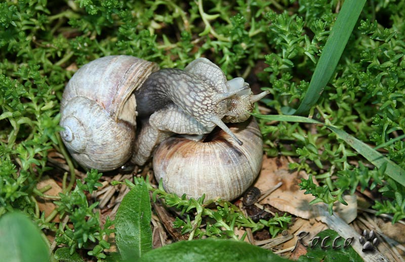 Hlemýždi