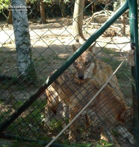 articles:  ZOO-008.jpg