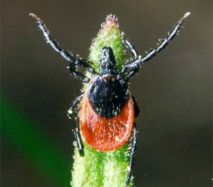 articles: ixodes.jpg