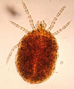 articles: trombicula_autumnalis.jpg